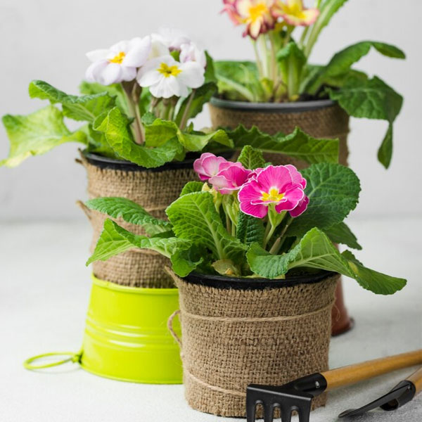 Enhancing Spaces with Vibrant Flowers and Lush Plants